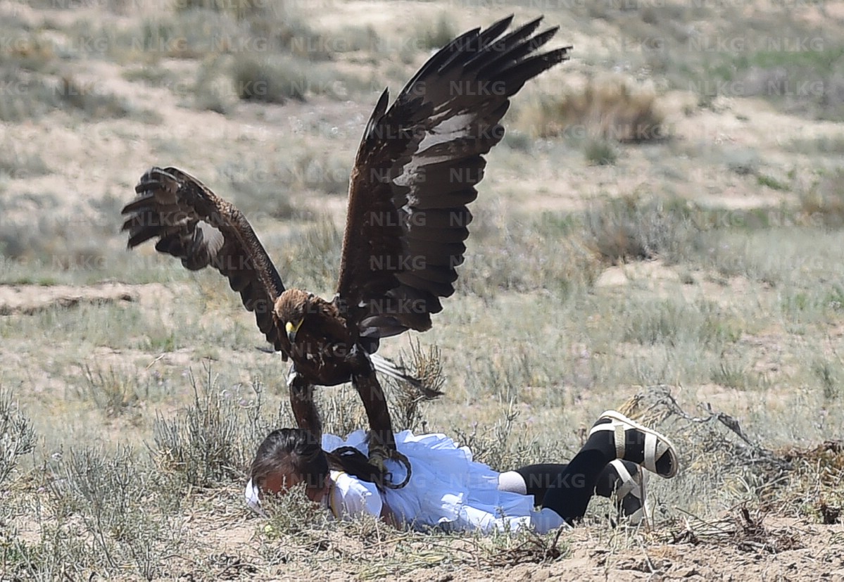 Нападение птицы. Беркут Бургут. Беркут Кыргызстан. Орел нападает на человека.